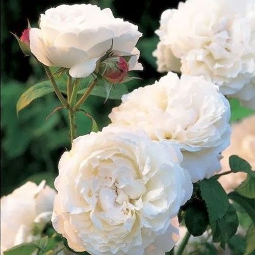 Rozen bestellen en bezorgen - Rosa White Mary Rose™ - wit - engelse roos - zacht geurende roos - David Austin - Witte Engelse roos. Lichtroze in knop en wit in bloei. Bloemen in trossen en struik met losse groeiwijze.